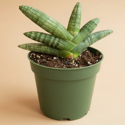 Sansevieria ‘Bonji’ - 4.5” pot