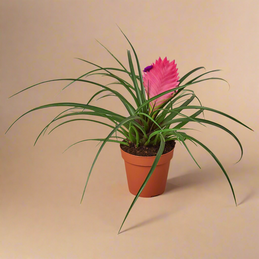 Bromeliad Cyanea 'Pink Quill'