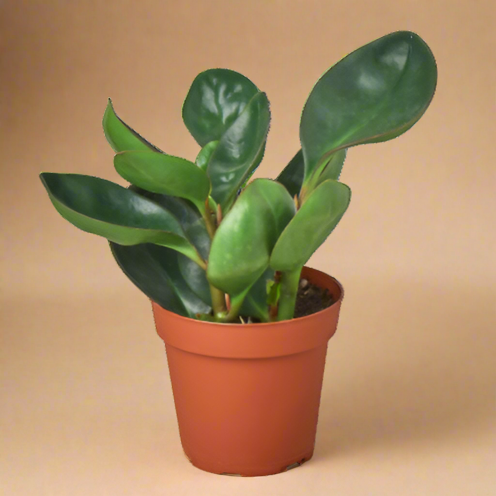 Peperomia Red Edge
