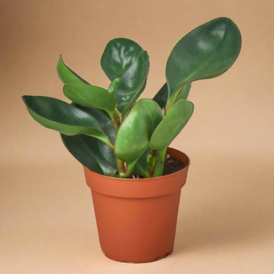 Peperomia Red Edge