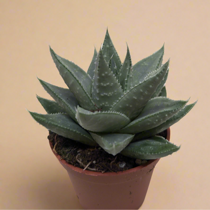 Succulent Haworthia Savanna
