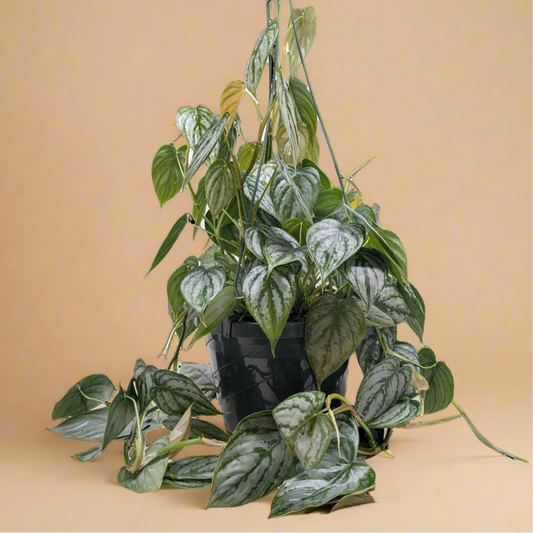 Philodendron 'Brandi'