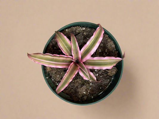 4.5” Pink Cryptanthus - Earth Star