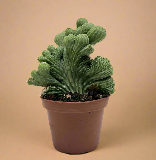 Rhipsalis Cereuscula - Cereus Coral Cactus