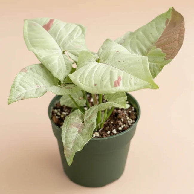 Syngonium ‘Milk Confetti’ - 4” pot