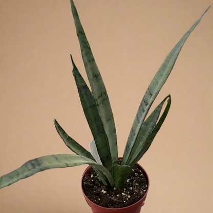 Sansevieria hybrida ‘Silver Princess’