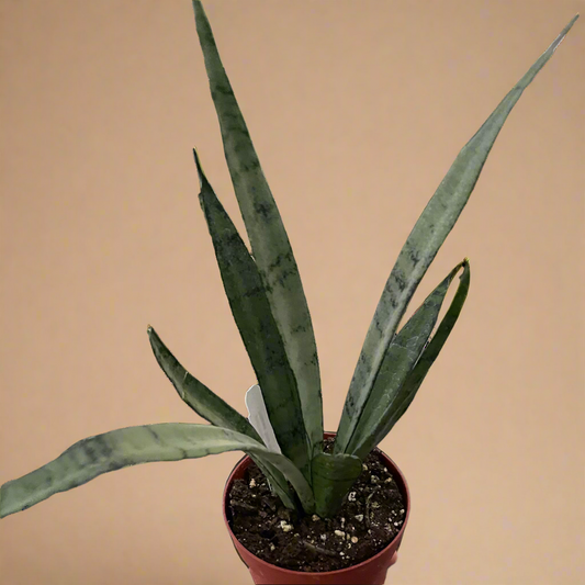 Sansevieria hybrida ‘Silver Princess’