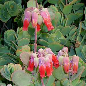 Marnier's Kalanchoe -Kalanchoe marnieriana