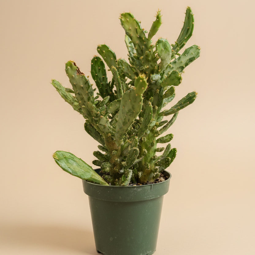 Joseph’s Coat Cactus-Opuntia monacantha ‘Variegata’ 4.5” pot