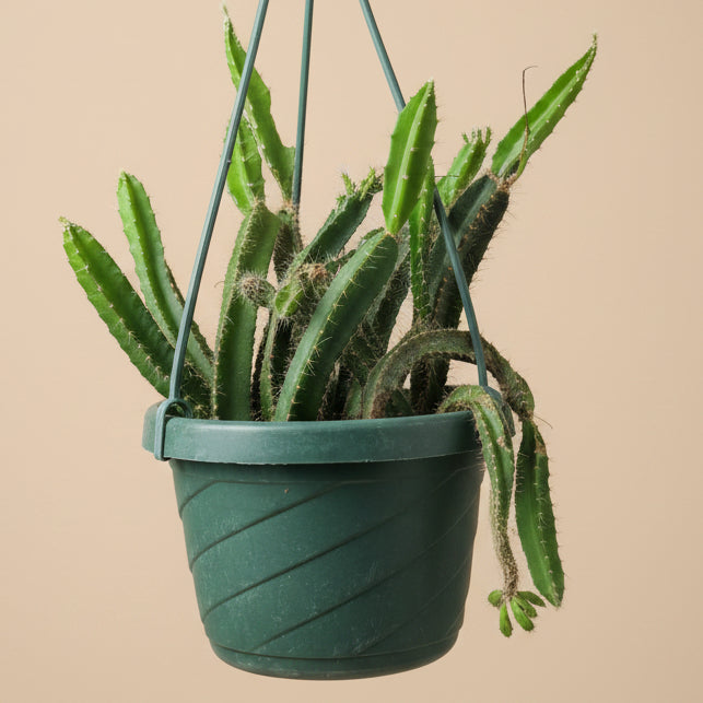 Dog Tail Cactus - Selenicereus testudo