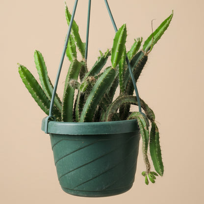 Dog Tail Cactus - Selenicereus testudo