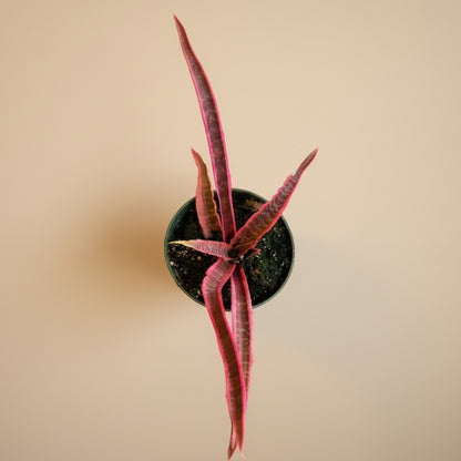 Cryptanthus Fosterianus 'Elaine -4.5” pot