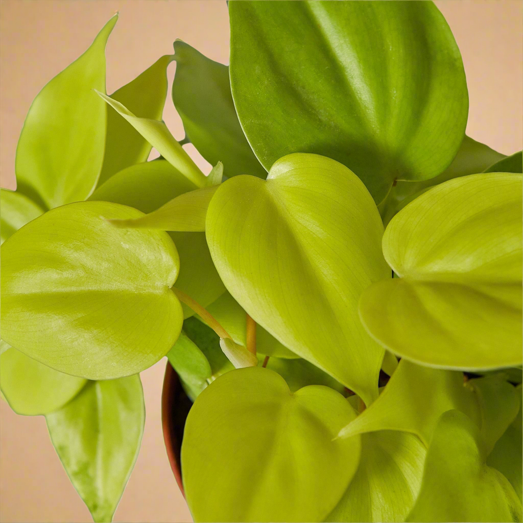 Philodendron 'Neon'
