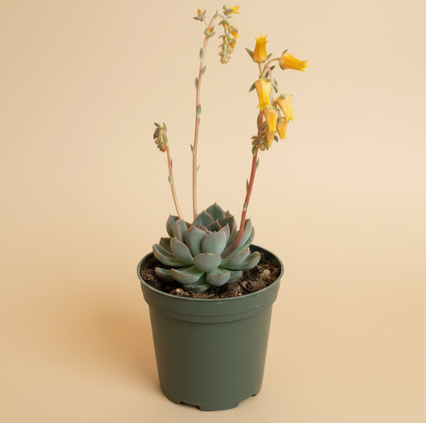 Echeveria Pulidonis – 4.5” Pot