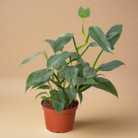 Philodendron 'Silver Sword'