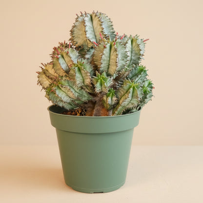 Euphorbia Horrida - White Form 4.5” pot