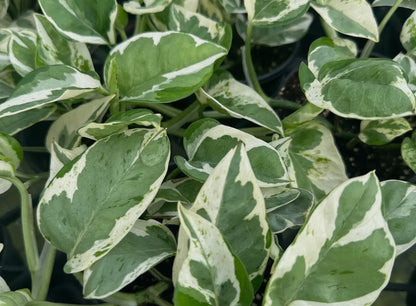 4” Pothos ‘N’Joy’ Epipremnum