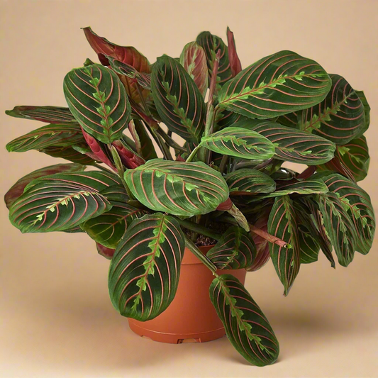 Maranta Red Vein Red Prayer