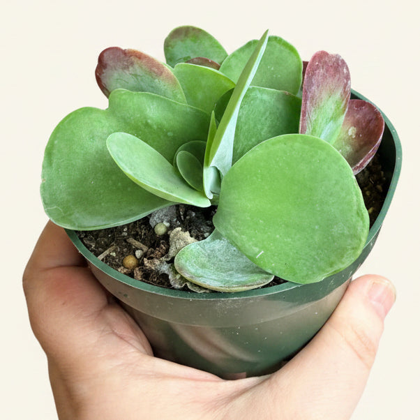 Kalanchoe Luciae 'Paddle Plant'