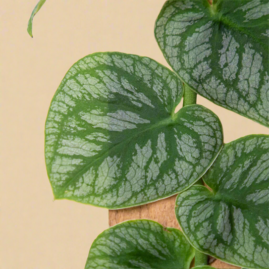 Monstera 'Dubia' (Shingle Plant)