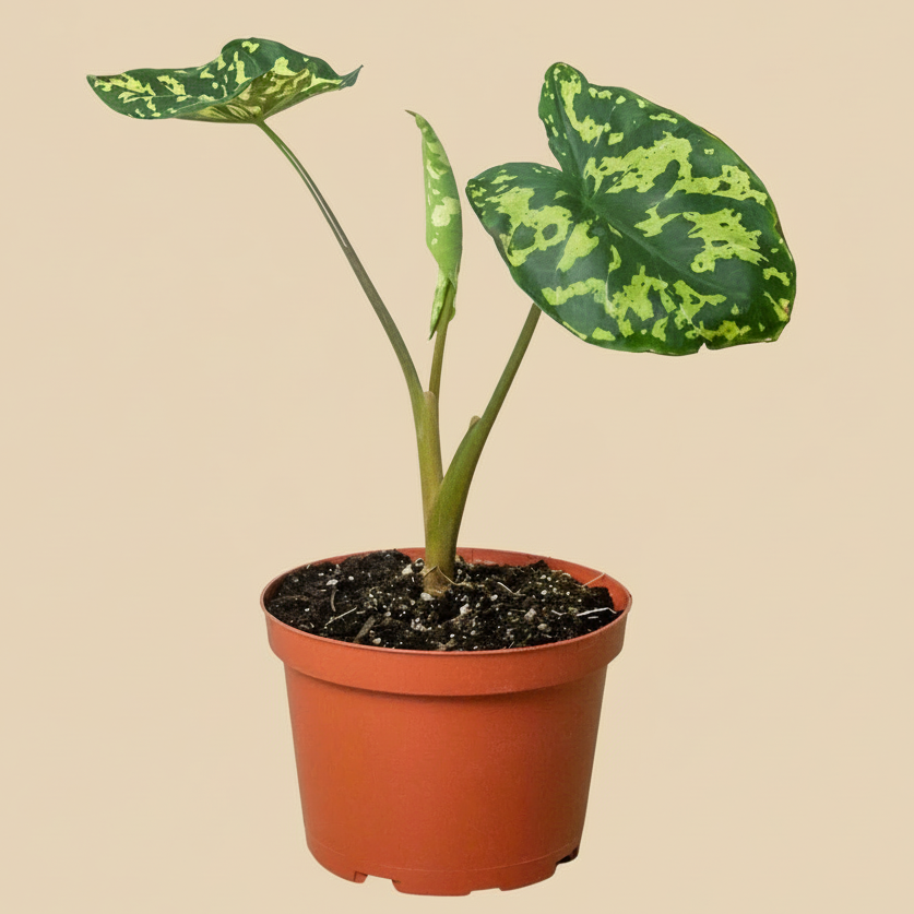 Alocasia 'Hilo Beauty'
