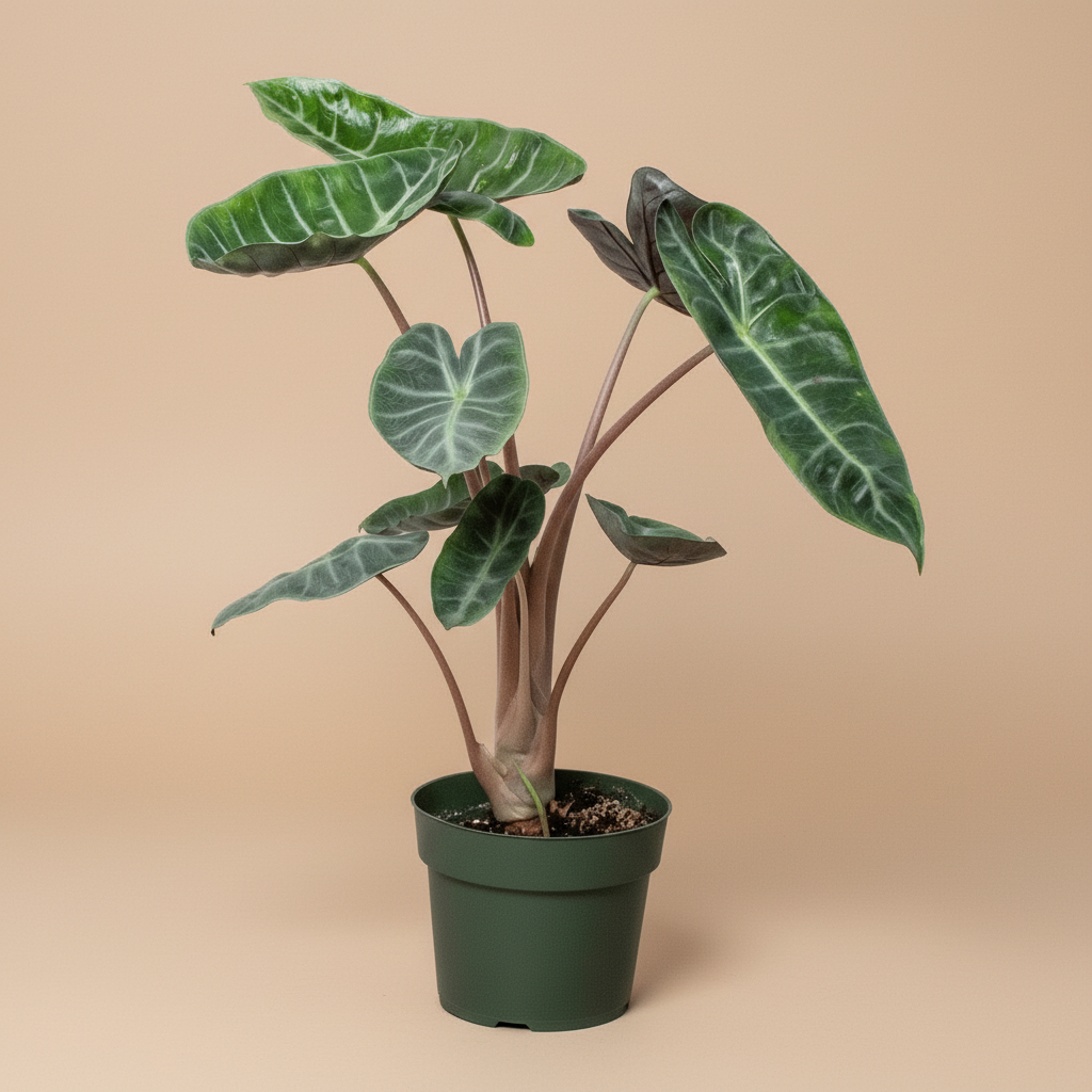 Alocasia Pink Dragon