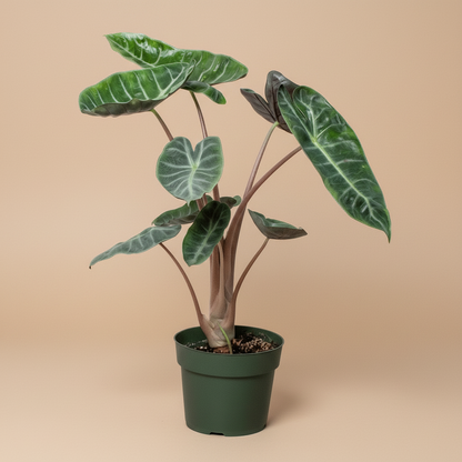 Alocasia Pink Dragon