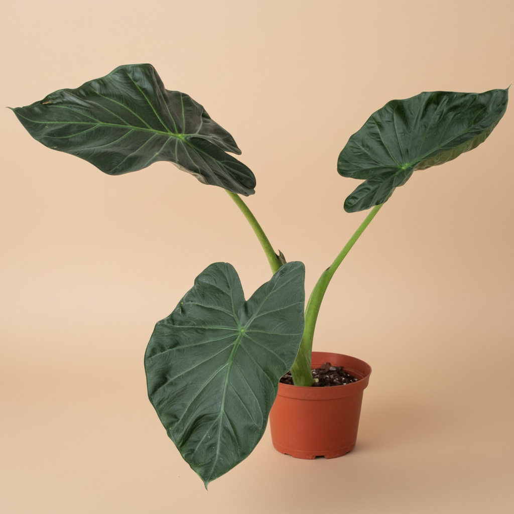 Alocasia 'Regal Shields'