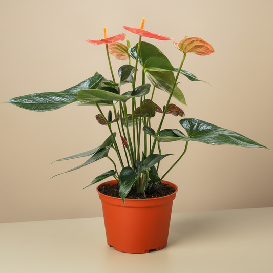 Anthurium 'Orange'