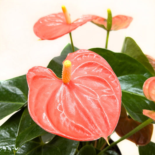 Anthurium andraeanum ‘Orange Flower’