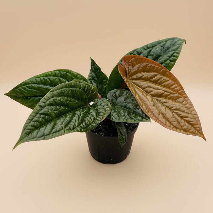 Anthurium 'Radicans x Luxurians'