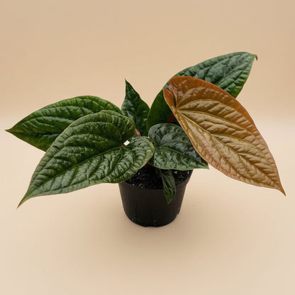 Anthurium 'Radicans x Luxurians'