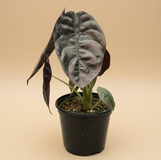 Alocasia 'Red Secret'