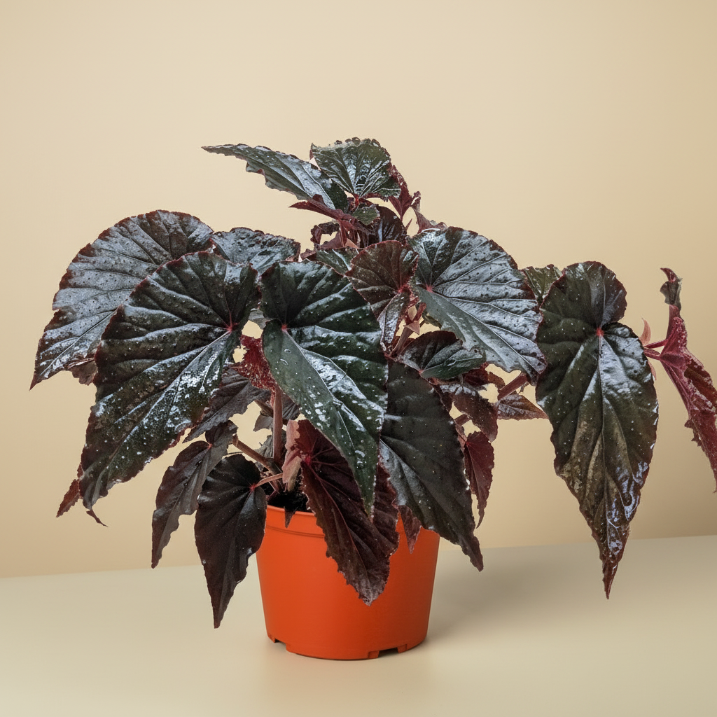 Begonia 'Black Magic'