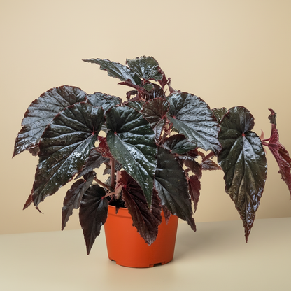 Begonia 'Black Magic'