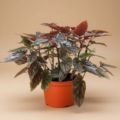 Begonia 'Corallina'