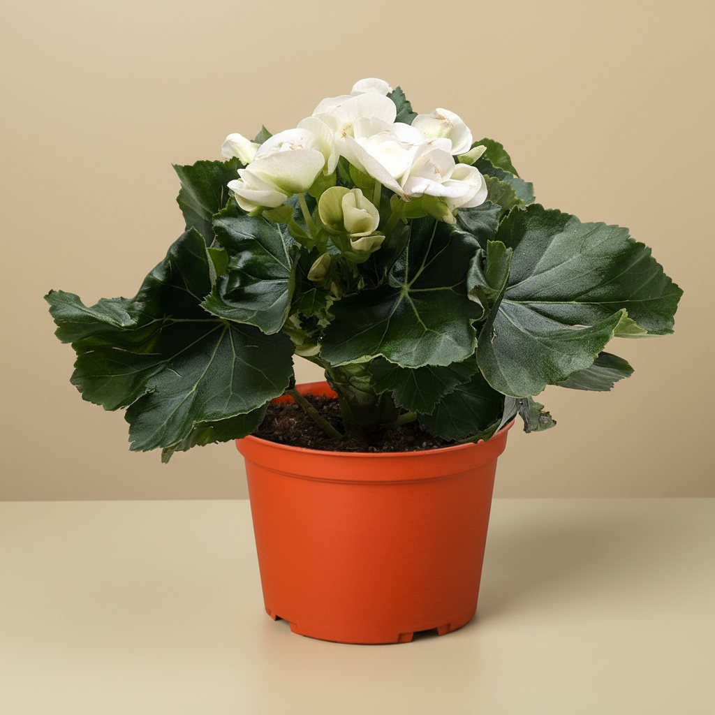Begonia 'Reiger'