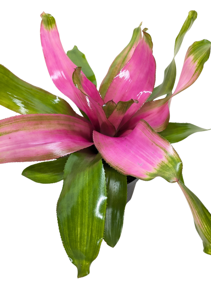 Bromeliad 'Donna'