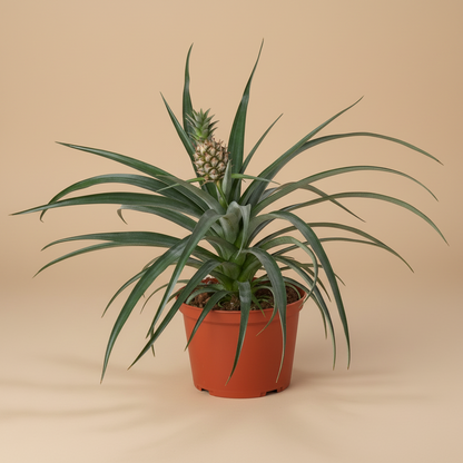 Bromeliad 'Yellow Pineapple' - 6" Pot