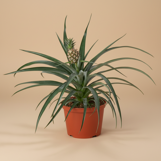 Bromeliad 'Yellow Pineapple' - 6" Pot