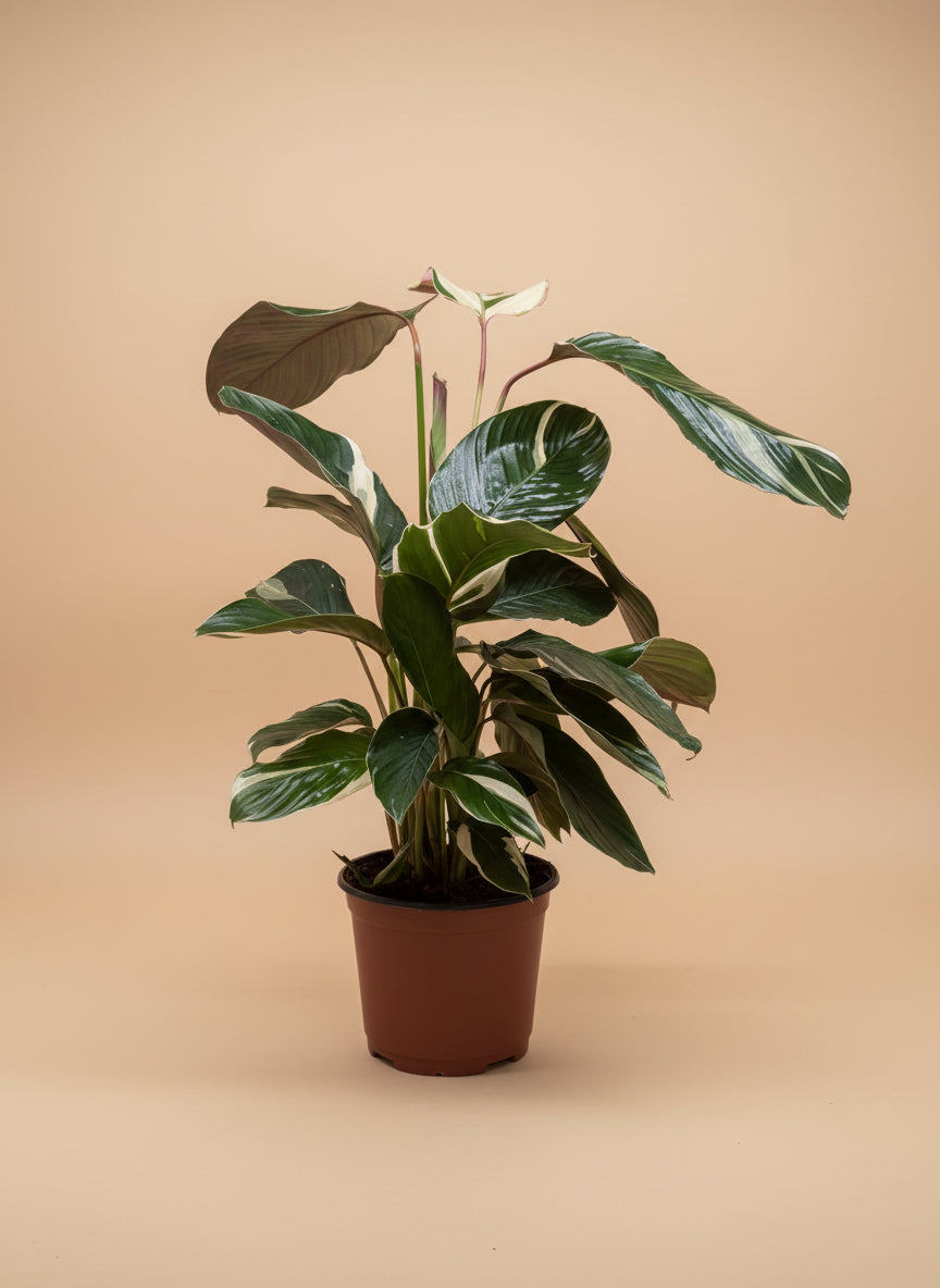 Calathea 'Princess Dalya'