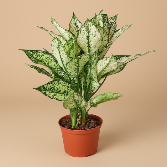Chinese Evergreen 'First Diamond'