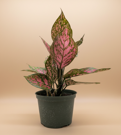 Chinese Evergreen 'Wishes'