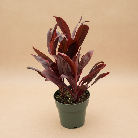 Cordyline 'Calypso Queen'