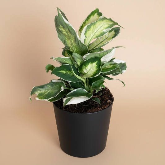 Dieffenbachia 'Cool Beauty'