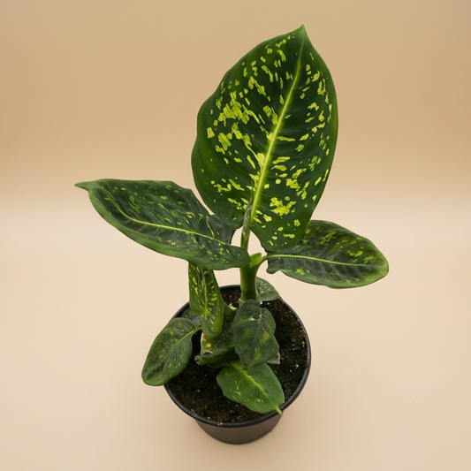 Dieffenbachia 'Reflector'