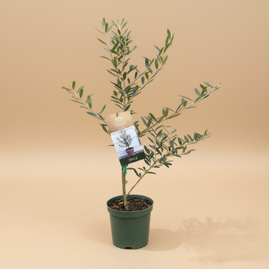 Common Olive Tree (Olea europaea)