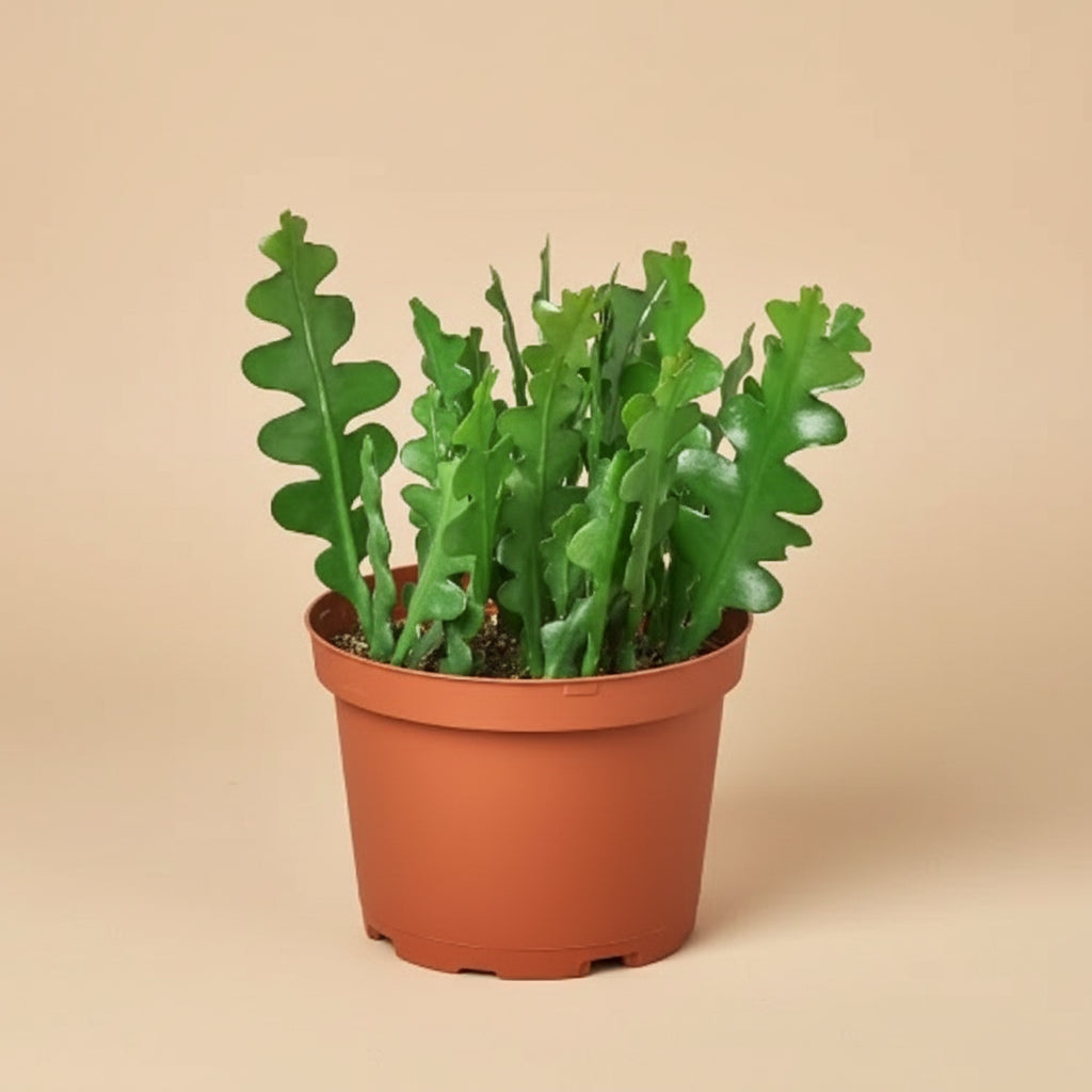 Epiphyllum 'Ric Rac' Cactus