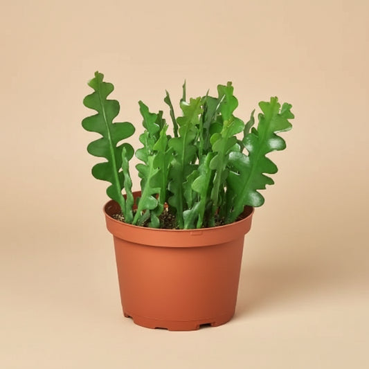 Epiphyllum 'Ric Rac' Cactus