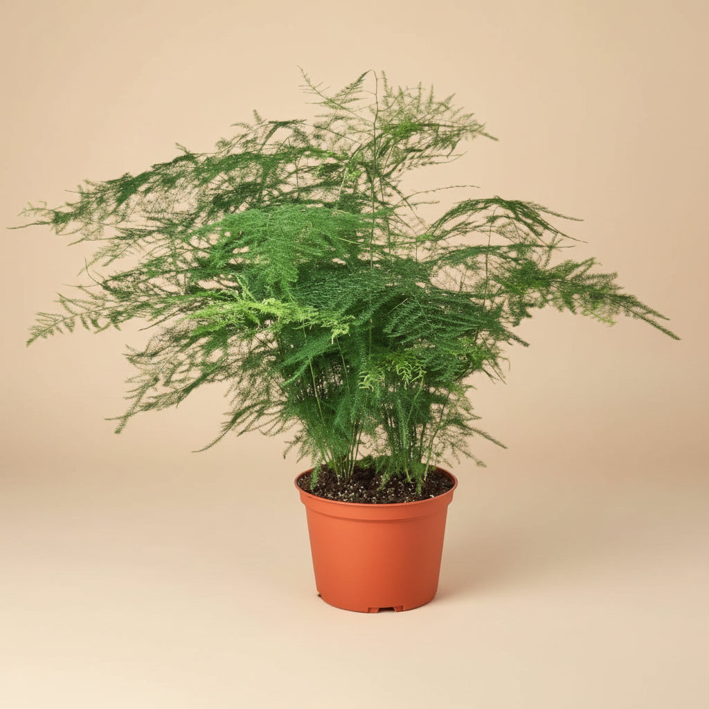 Fern Asparagus 'Plumosa'